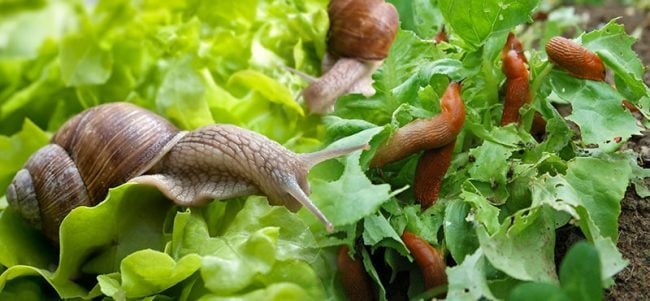 Snails and Slugs