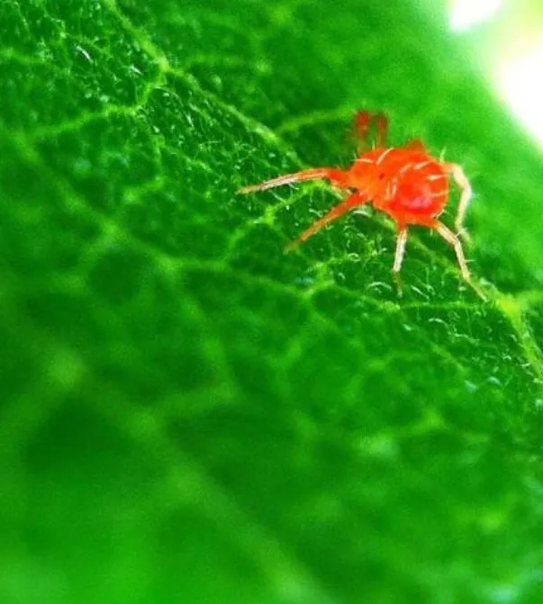Spider Mite