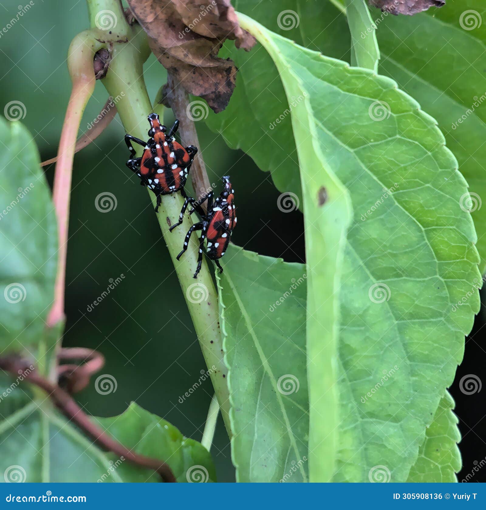 Spotted Lanternfly