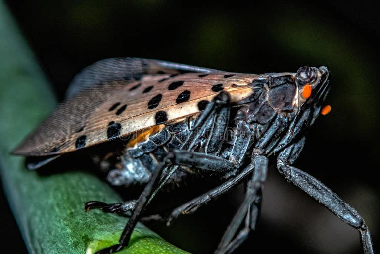 Spotted Lanternfly