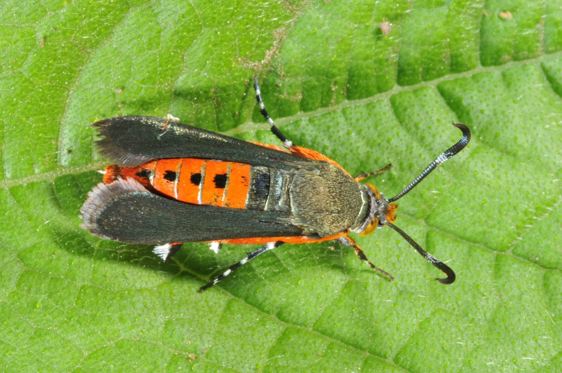 Squash Vine Borer
