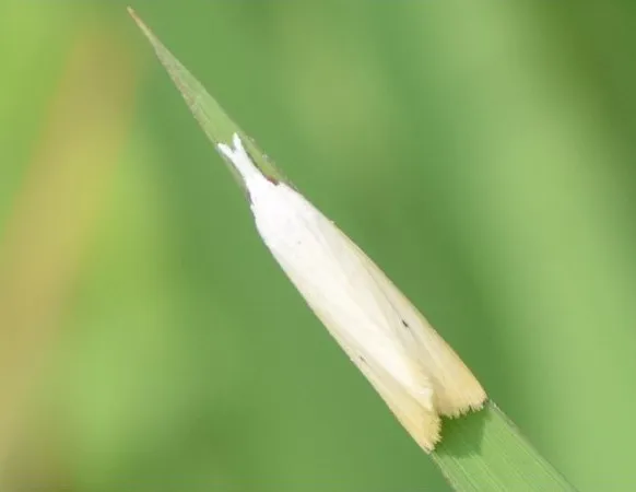 Stem Borer