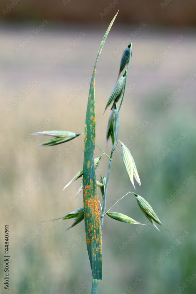 Stem Rust (Black Rust)