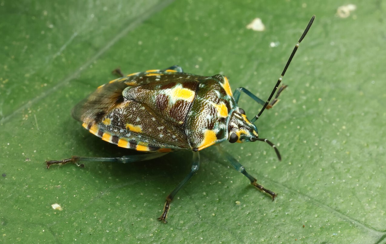 Stink Bug Management