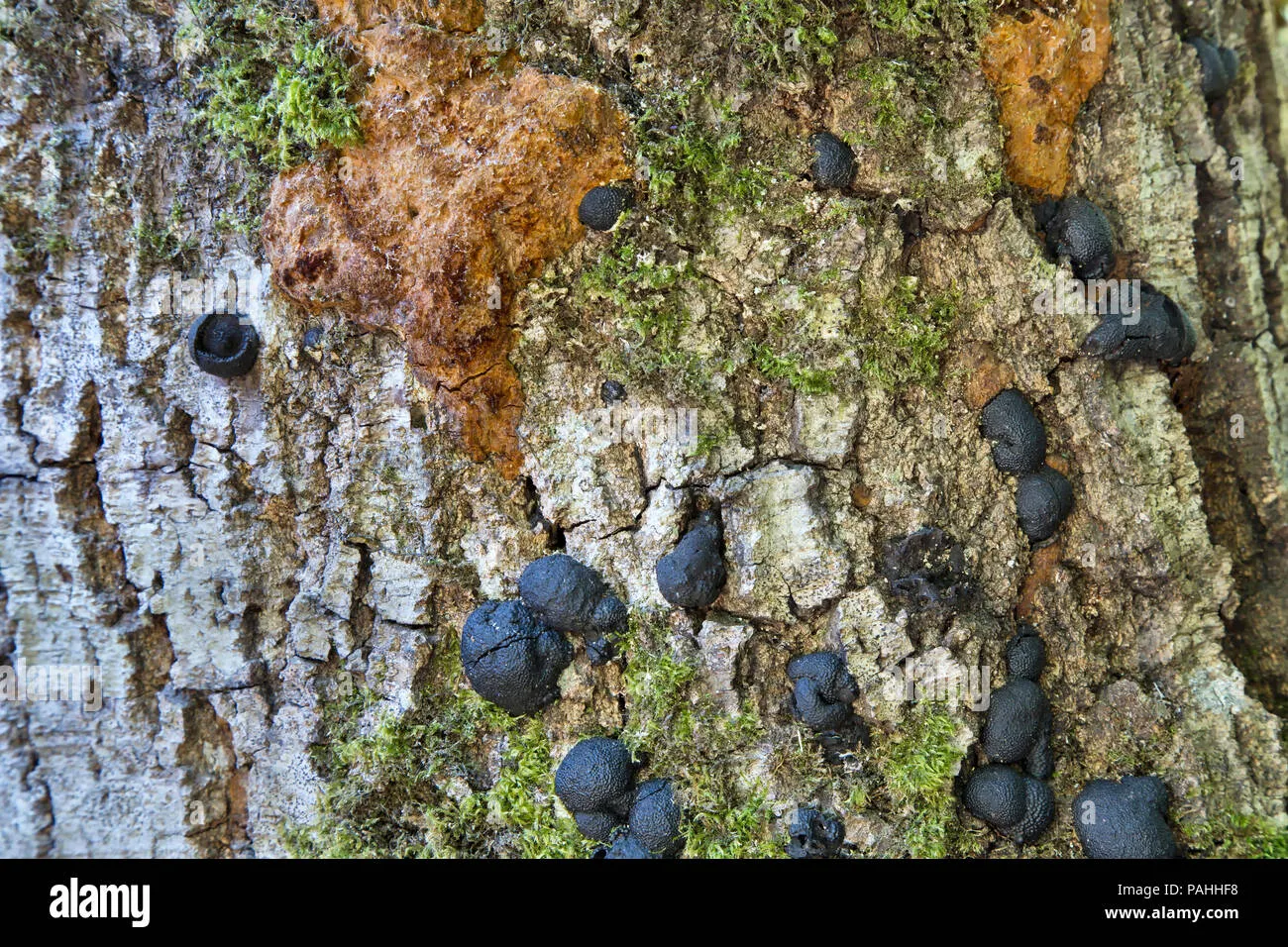 Sudden Oak Death