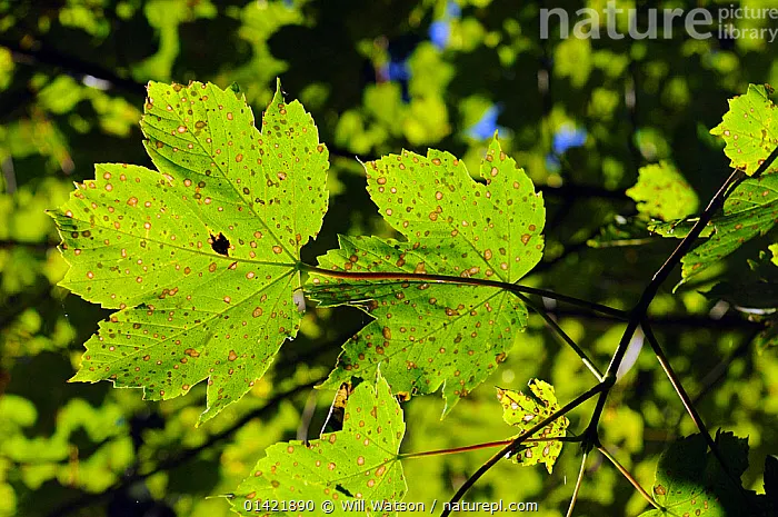 Tar Spot (Maple)