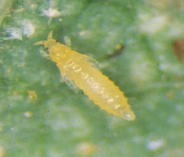 Thrips