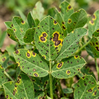 Tikka Leaf Spot on Groundnut / Peanut