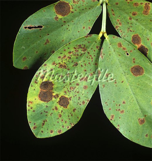 Tikka Disease (Groundnut Leaf)