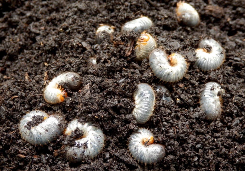 White Grub Pest
