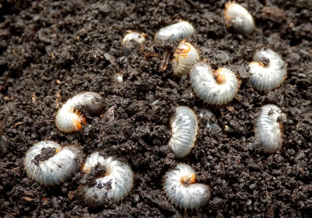 White Grub