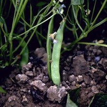 White Mold (Timber Rot)
