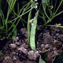 White Mold (Timber Rot)