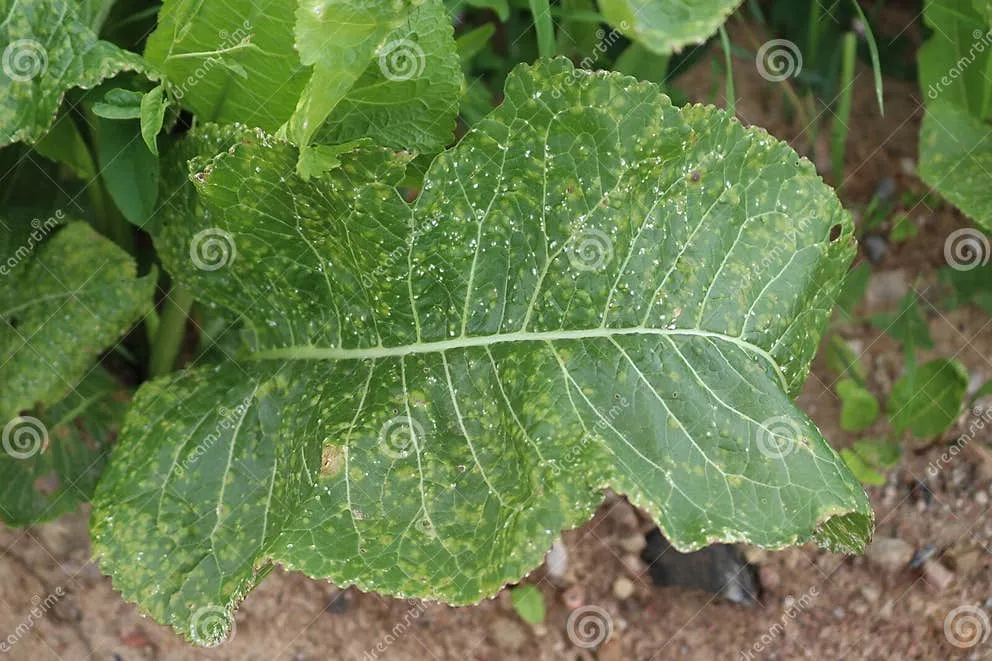 White Rust (Crucifer)