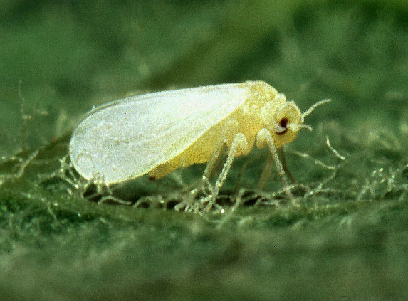 Whitefly Pest