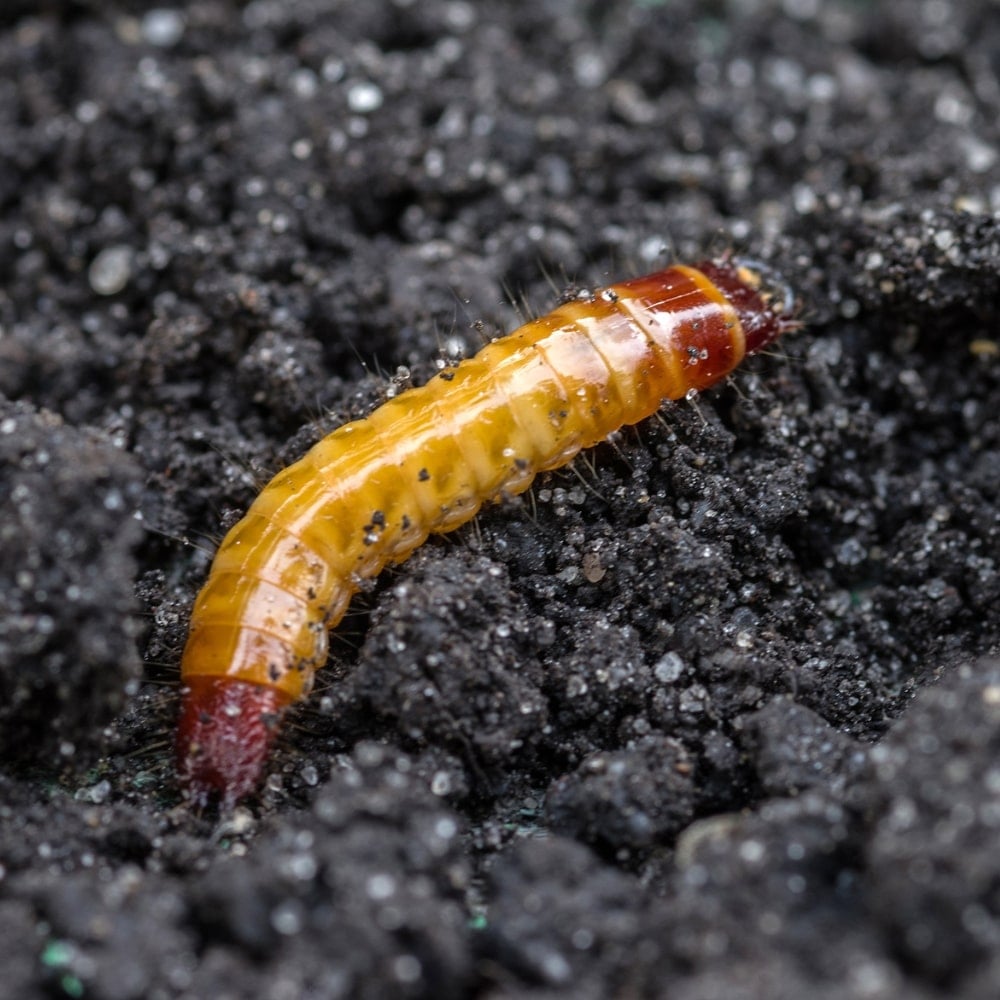 Wireworm Pest