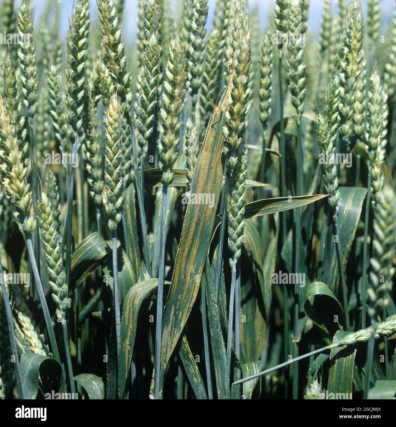 Yellow Rust (Stripe Rust)