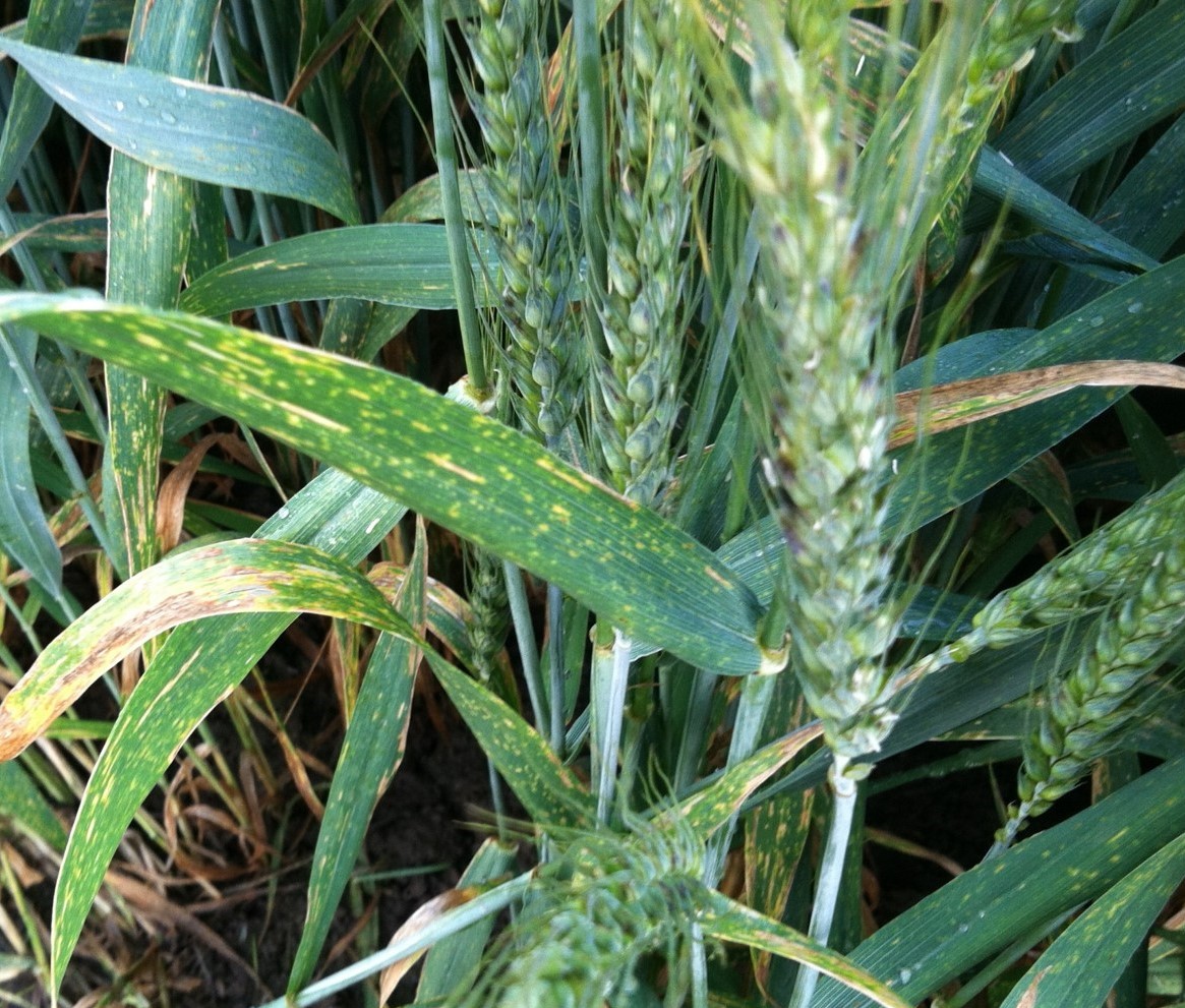 Yellow Rust Stripes