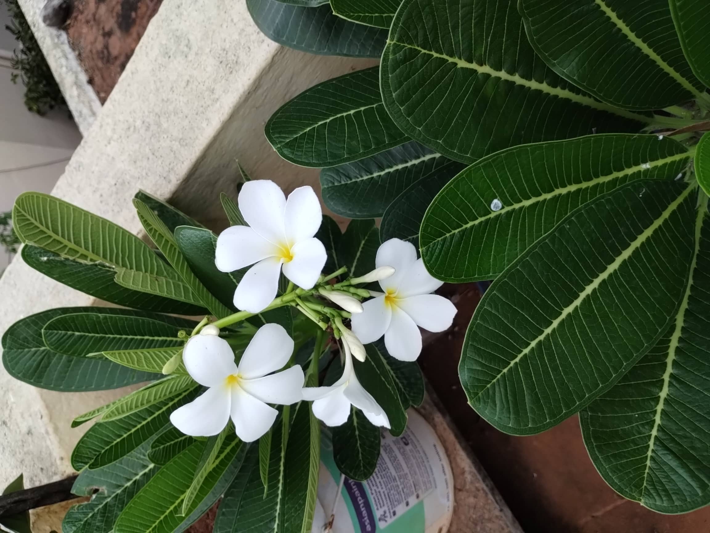 Plumeria