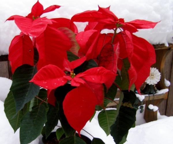 Poinsettia