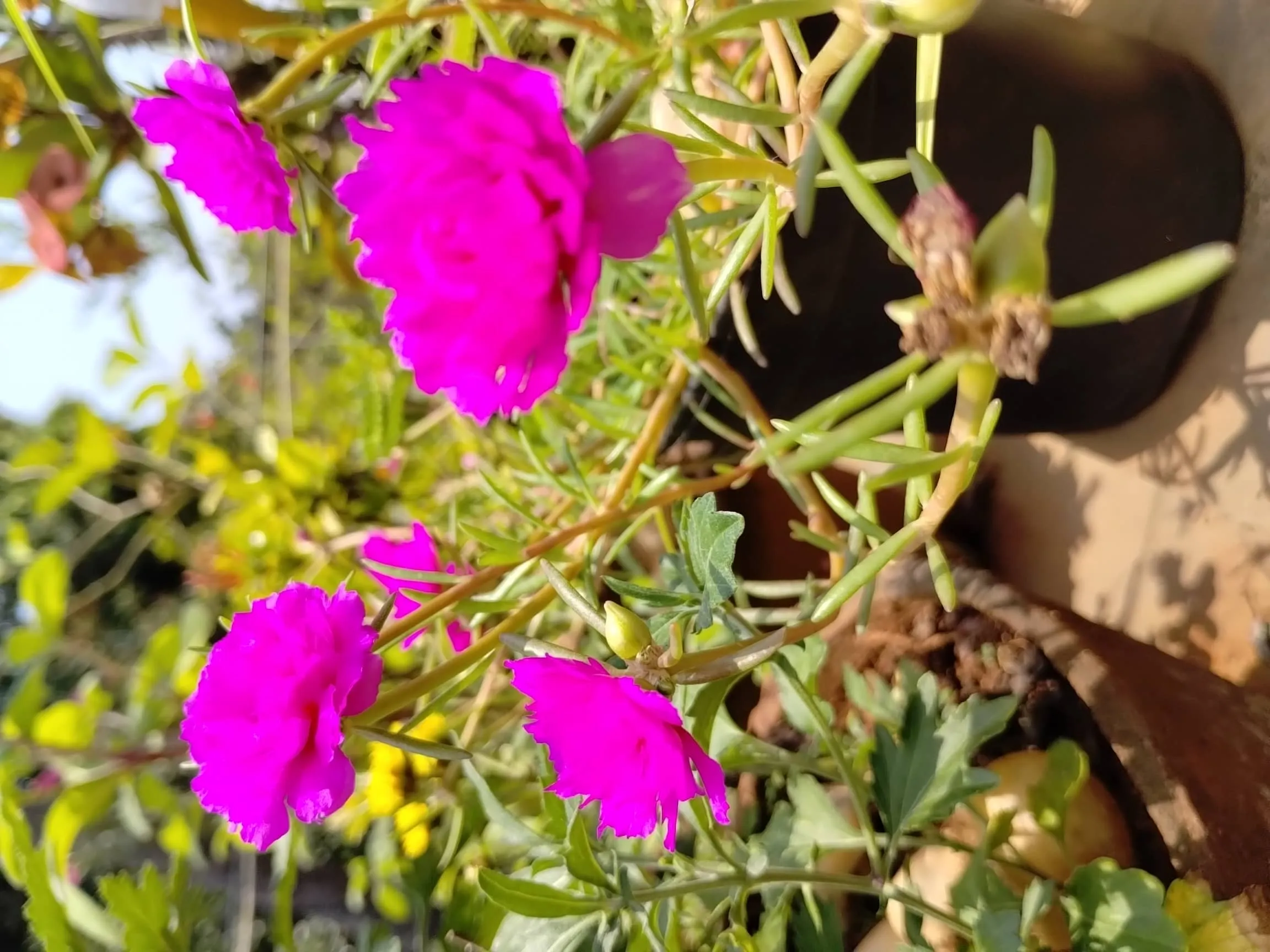 Moss Rose (Portulaca)