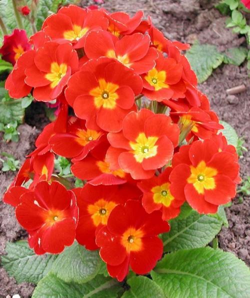 Primula (Common Primrose)