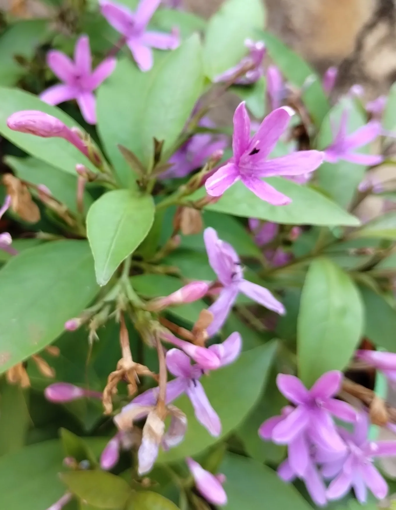 Pseuderanthemum