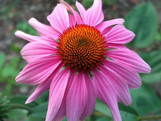 Purple Coneflower (Echinacea)