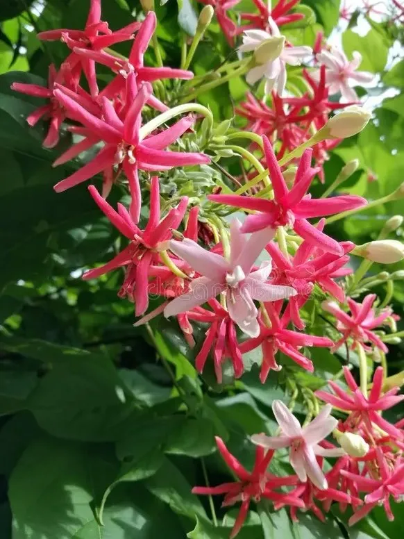 Rangoon creeper