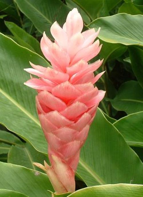 Red Ginger (Ostrich Plume)