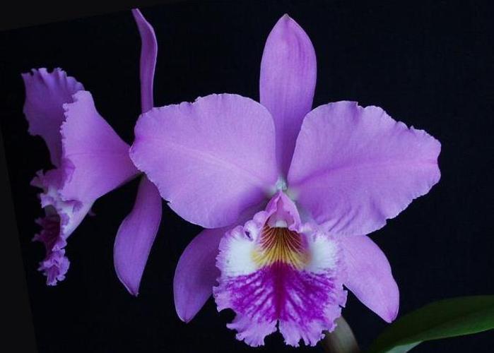 Ruby Lipped Cattleya