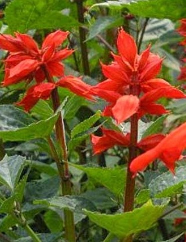 Salvia