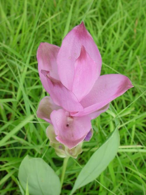 Siam Tulip (NOT a True Tulip)