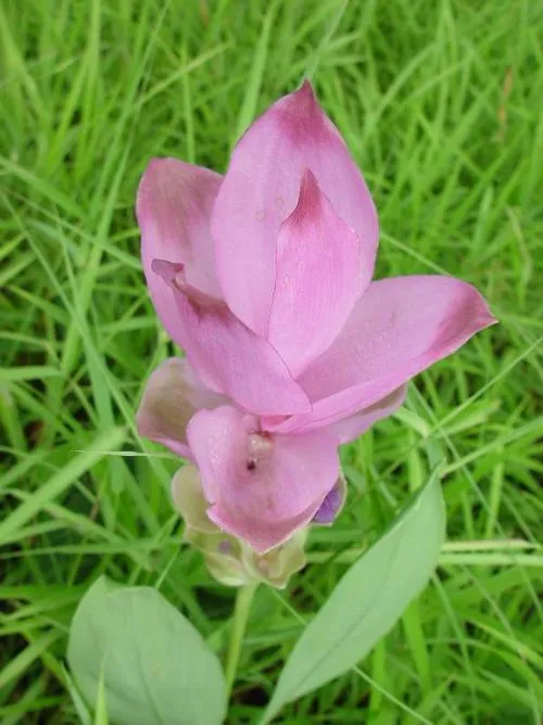 Siam Tulip