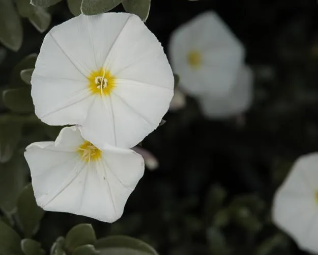 Silverbush
