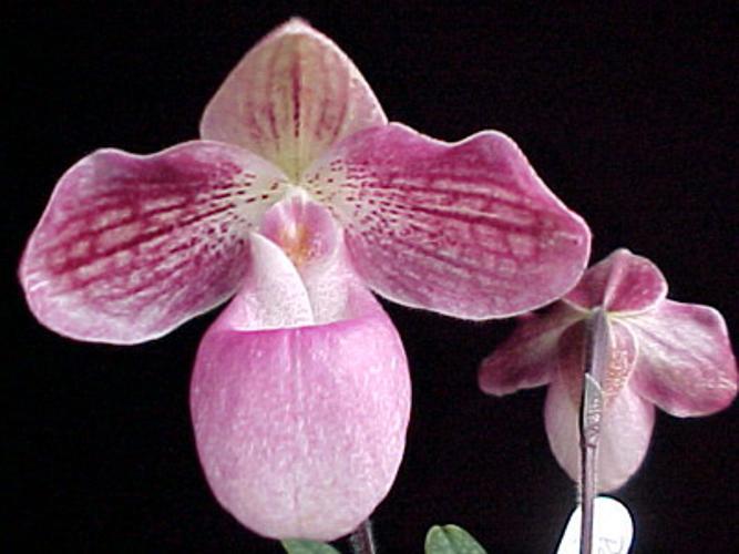 Silver Slipper Orchid