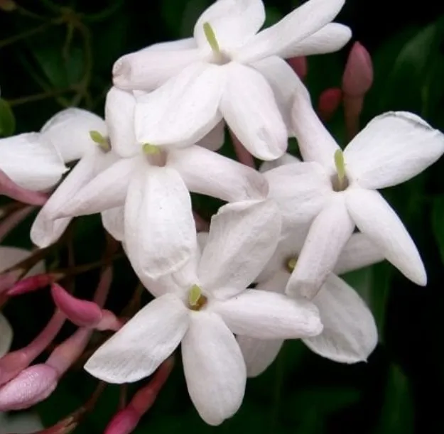 Spanish Jasmine (Royal Jasmine)