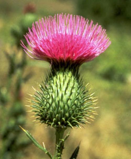 Spear Thistle (Bull Thistle)