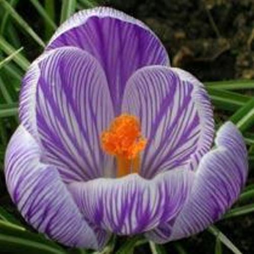 Spring Crocus