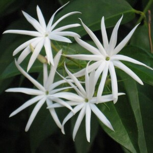 AngelWing Jasmine (Star Jasmine)