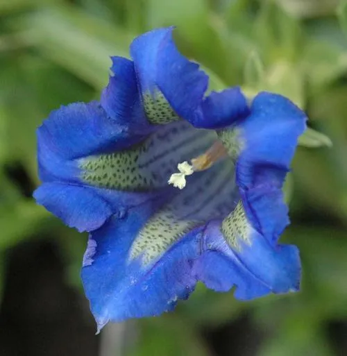 Stemless Gentian