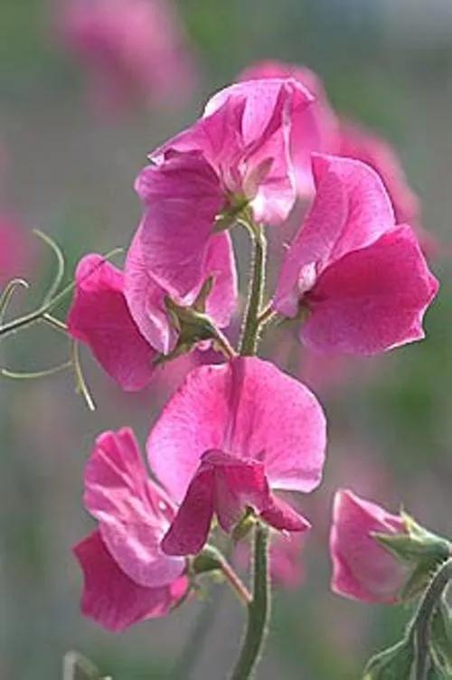 Sweet Pea