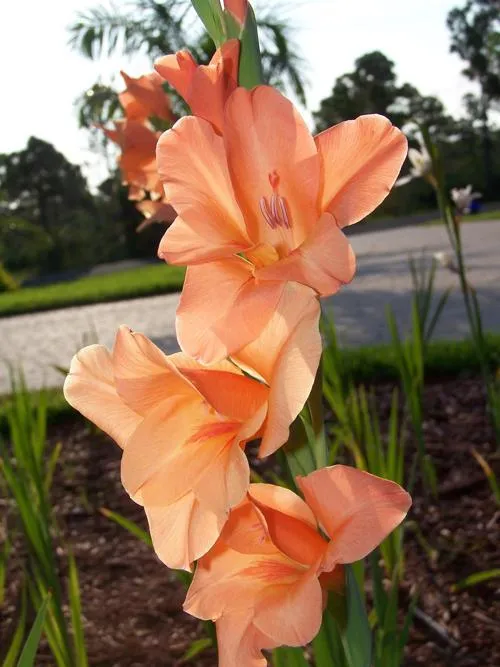Sword Lily