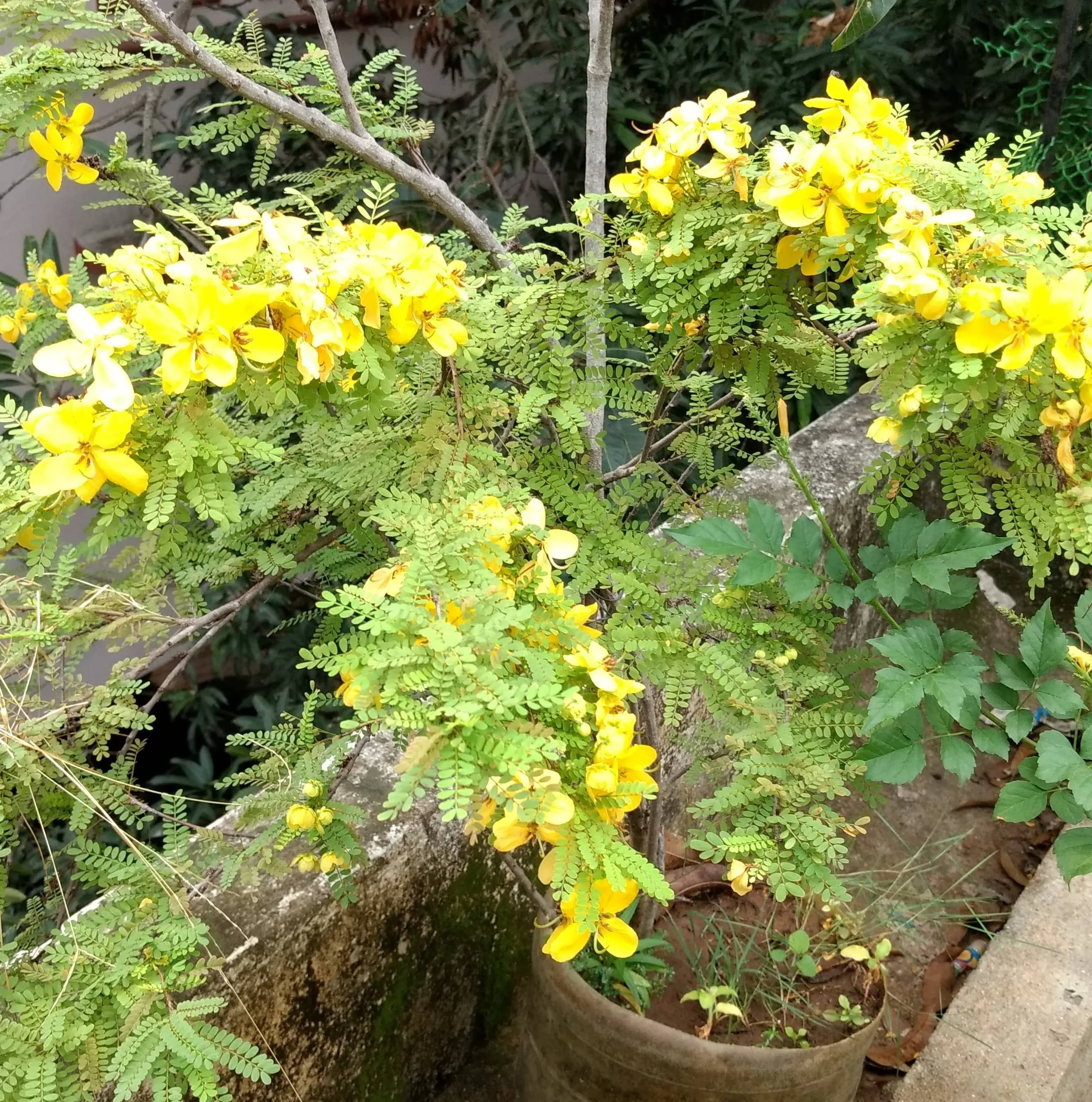Tanner's Cassia