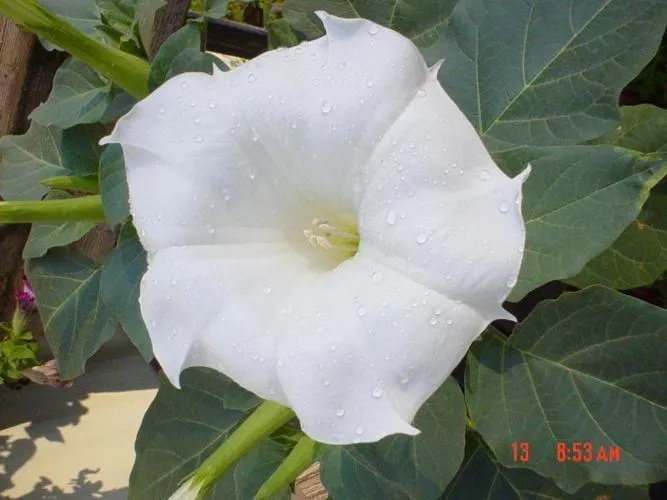 Thorn Apple