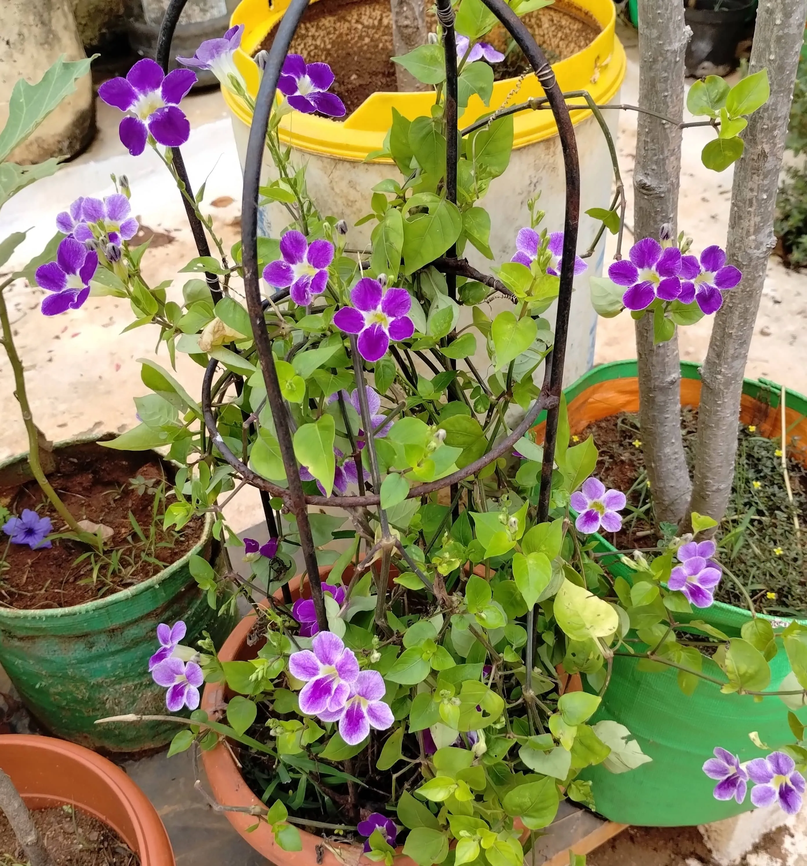 Thunbergia (King's Mantle)