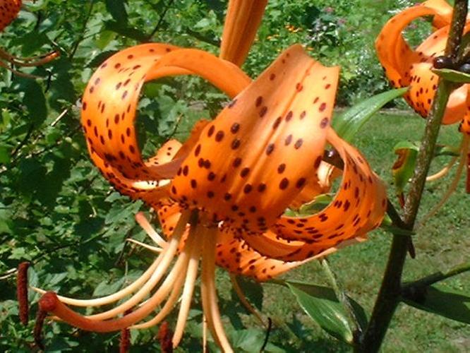 Tiger Lily