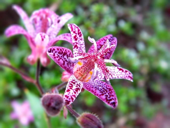 Toad Lily