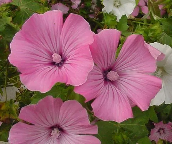 Tree Mallow