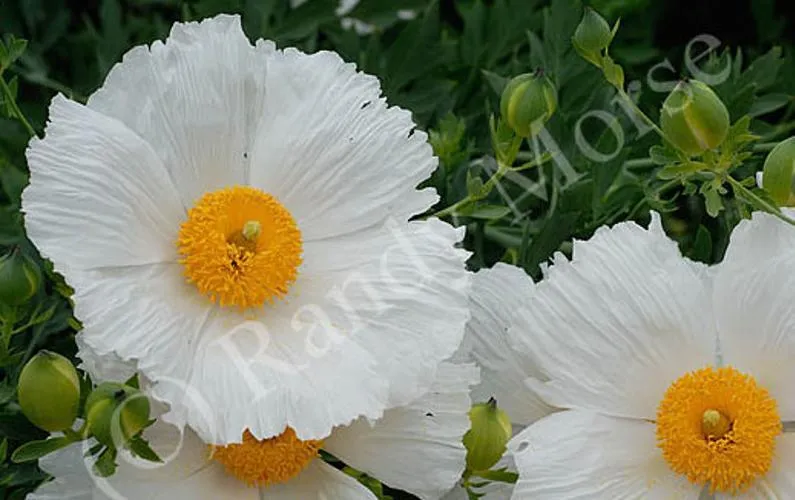 Tree Poppy